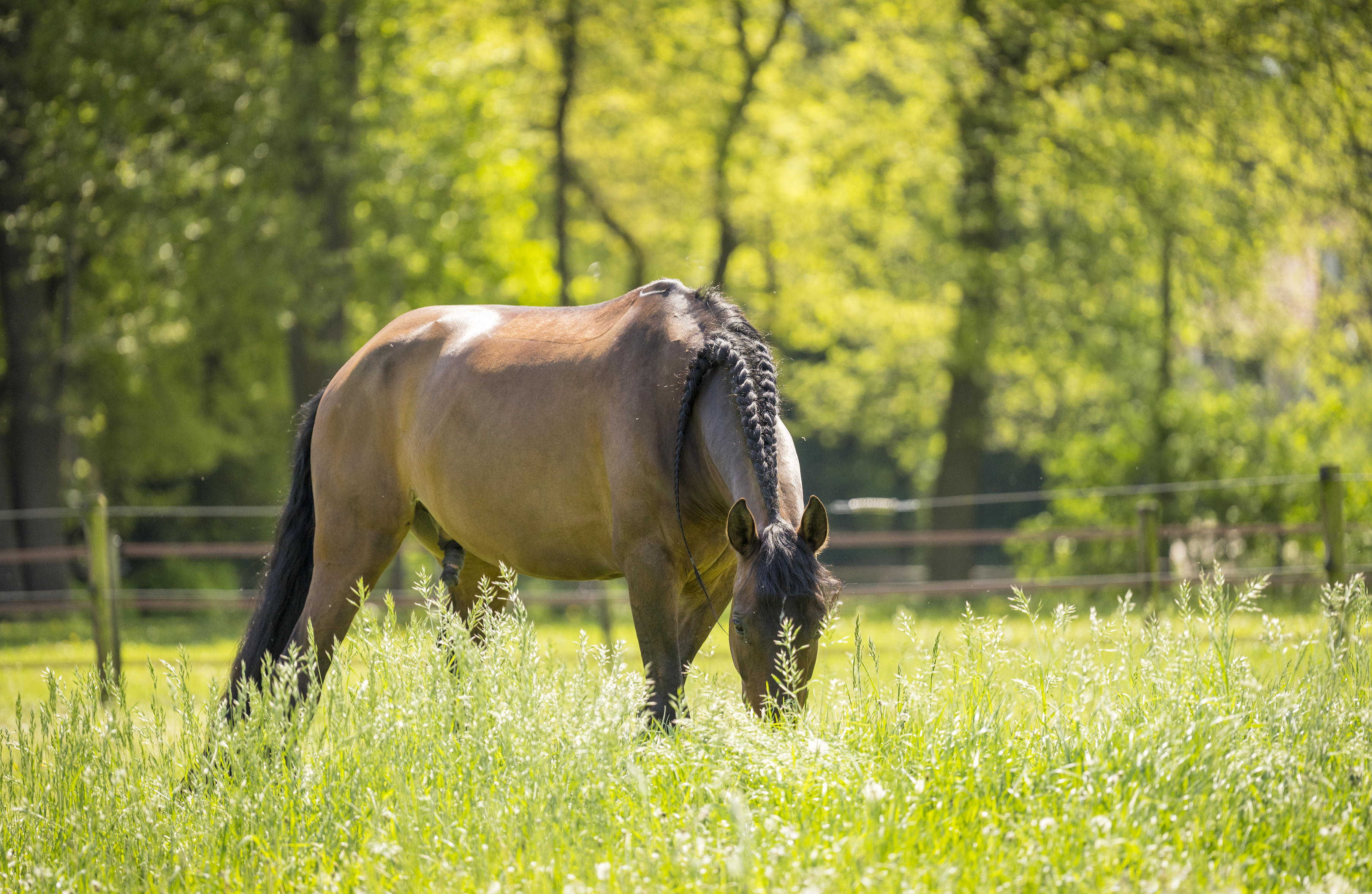 De zin van Vitamine E voor jouw paard